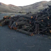 انواع درخت خریدارم|خدمات باغبانی و درختکاری|سنندج, |دیوار