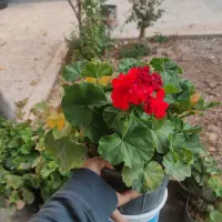 گل های آپارتمانی|گل و گیاه طبیعی|شهرکرد, |دیوار