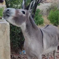 الاغ ماده پنج ساله