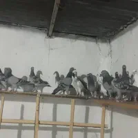 دسته کبوتر ۲۵تایی پلاکی جوانه