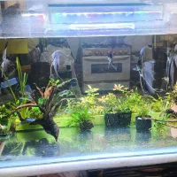 آکواریوم پلنت آنجل