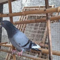 کبوتر پرشی نر سبز دست سفید و کله دار کاکلی|پرنده|رشت, کوی جام جم|دیوار