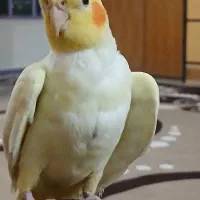 عروس هلندی.