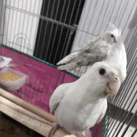 عروس هلندی دو کت