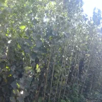 فروش نهال صنوبر|گل و گیاه طبیعی|مشگین شهر, |دیوار