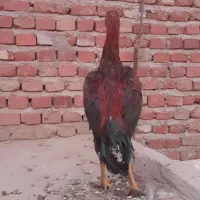 خروس لاری پنج ماهه|حیوانات مزرعه|عجب شیر, |دیوار