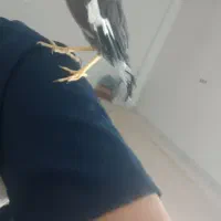 مرغ مینا