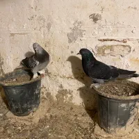 ترکیه