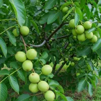 نمایندگی فروش نهال با شرایط اعتباری و تخفیف عمده|عمده‌فروشی|الیگودرز, |دیوار