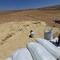فروش کاه گندم تحویل در محل