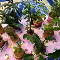 تعدادی گل و گیاه|گل و گیاه طبیعی|شاهینشهر, شهرک هشت بهشت|دیوار