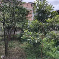 زمین-ساحلی-در-کوچه-دنج-فرهنگ-شهربابلسر