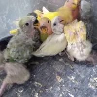 مرغ عشق با۵جوجه و طوطی برزیلی نژاد های مختلف