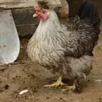 واگذاری مرغ وخروس