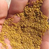 تخم یونجه درجه یک