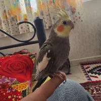 عروس نروماده دستی|پرنده|گرمی, |دیوار