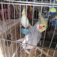 عروس هلندی نر و ماده. تخم گزار