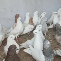 کبوترباشلی نوک سیاه