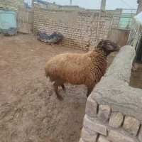 قوچ هترو|حیوانات مزرعه|بشاریات, |دیوار