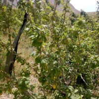 باغ 2500 متری با آب چشمه