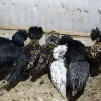 جوجه مرغ خروس کاکلی و گردن لخت یک روزه|حیوانات مزرعه|سیرجان, |دیوار