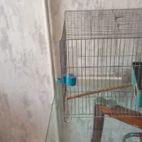 قفس پرنده