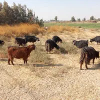 بزماده|حیوانات مزرعه|هیرمند, |دیوار