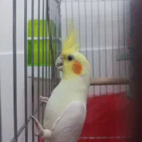 عروس هلندی لوتینو|پرنده|شاهرود, |دیوار