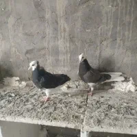 ابلاغ یا شازده|پرنده|میاندوآب, |دیوار