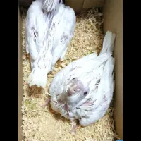 عروس هلندی جوجه سالاکی