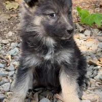 توله ژرمن شپرد