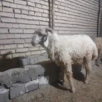 بره درجه یک