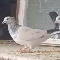 کبوتر گم شده|حیوانات|بروجرد, |دیوار