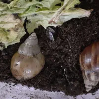 حلزون پرورشی