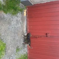 سگ پاکوتاه قهوه ایی