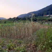 فروش زمین زراعی|فروش زمین و ملک کلنگی|زیرآب, |دیوار