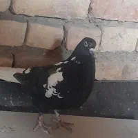 معاوضه