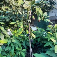 فروش نهال آووکادو|خدمات باغبانی و درختکاری|رامسر, |دیوار