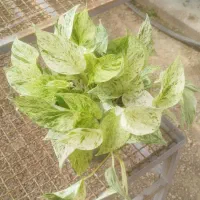 فروش عمده گل و گیاه|گل و گیاه طبیعی|بندر کنگان, |دیوار