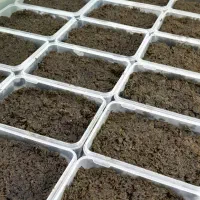 کار در کارگاه سبزیجات آماده طبخ