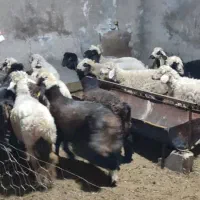 بره|حیوانات مزرعه|ورامین, خورین|دیوار