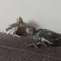 حراجی دوتا عروس سرلاکی