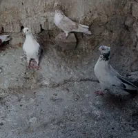 چندعددتهرانی خوب وجوجه گلبسر وجوجه سهره|پرنده|نورآباد, |دیوار