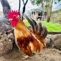 خروس جاپنیز