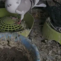 نروماده پلاکی|پرنده|خاش, |دیوار