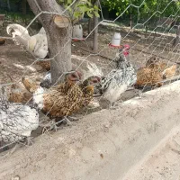 مرغ و خروس سبرایت (مینیاتوری)