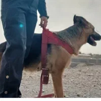 واگذاری  سگ ژرمن شپرد|سگ|قرچک, پویینک|دیوار