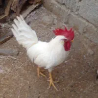 خروس|حیوانات مزرعه|ملکشاهی, |دیوار