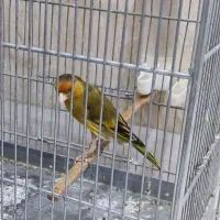 دهن موقوم