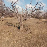 خدمات باغبانی حرس وبیل زنی دور درختان|خدمات باغبانی و درختکاری|زنجان, |دیوار